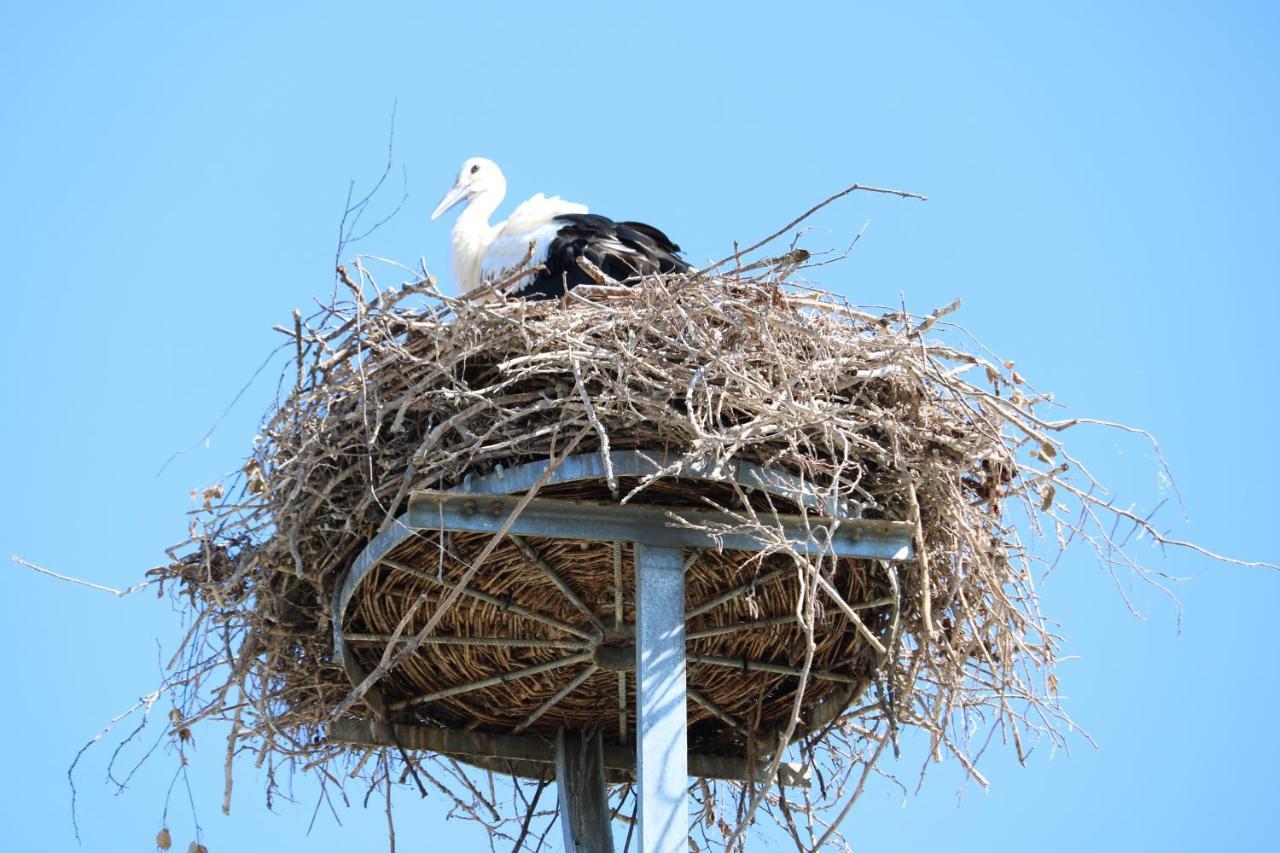 Radduscher Hafen Vetschau Exteriör bild